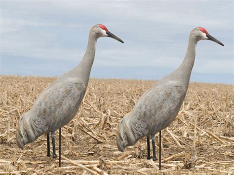 full body sandhill crane decoys.